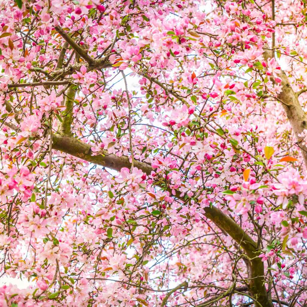 Quick Tips for Growing Cherries in Hot Climates