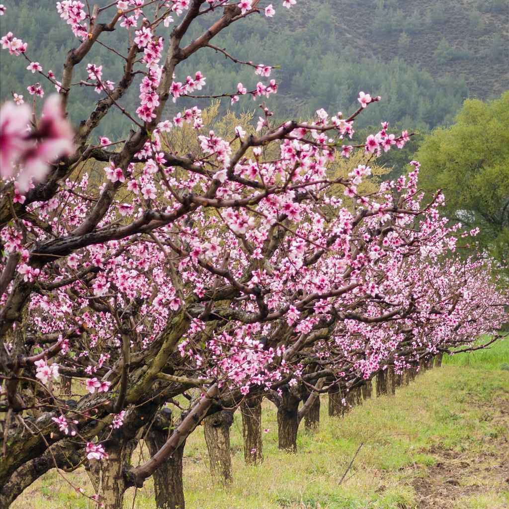 Quick Tips for Texas Cherry Growers