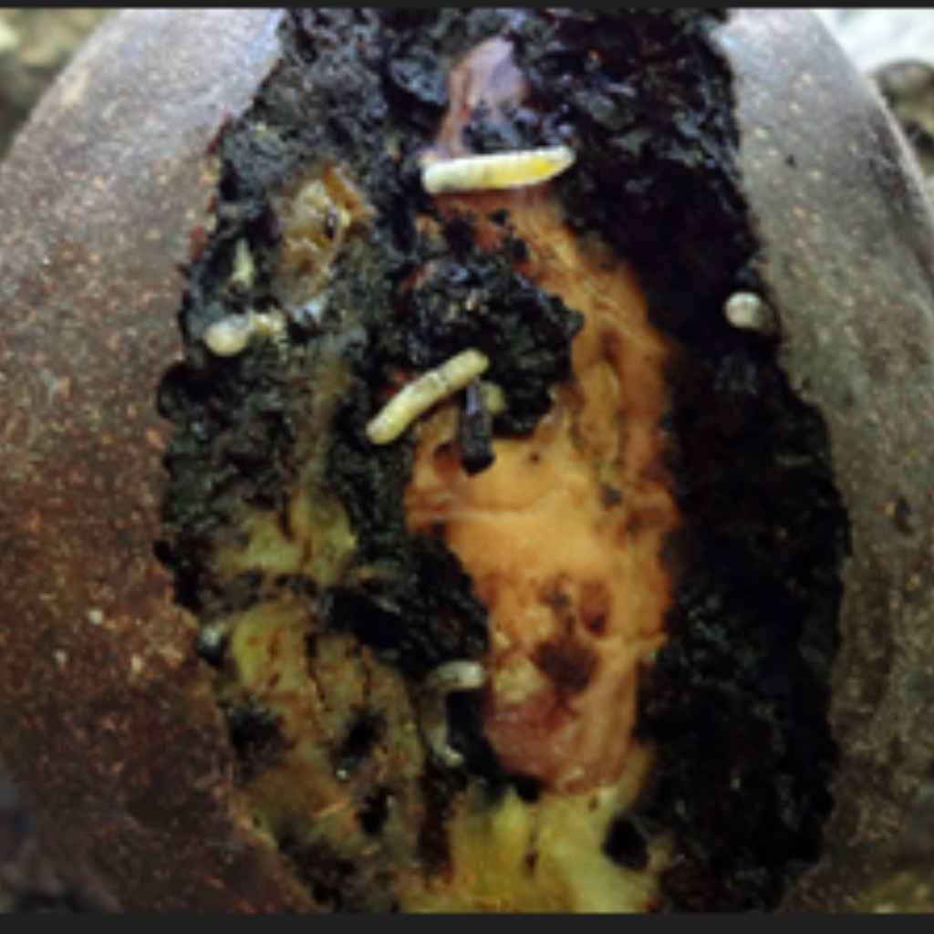 Quick Tips for Using Black Walnut