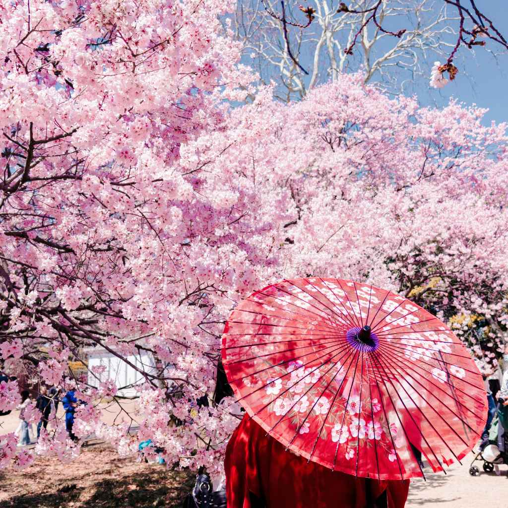 Understanding Cherry Tree Needs