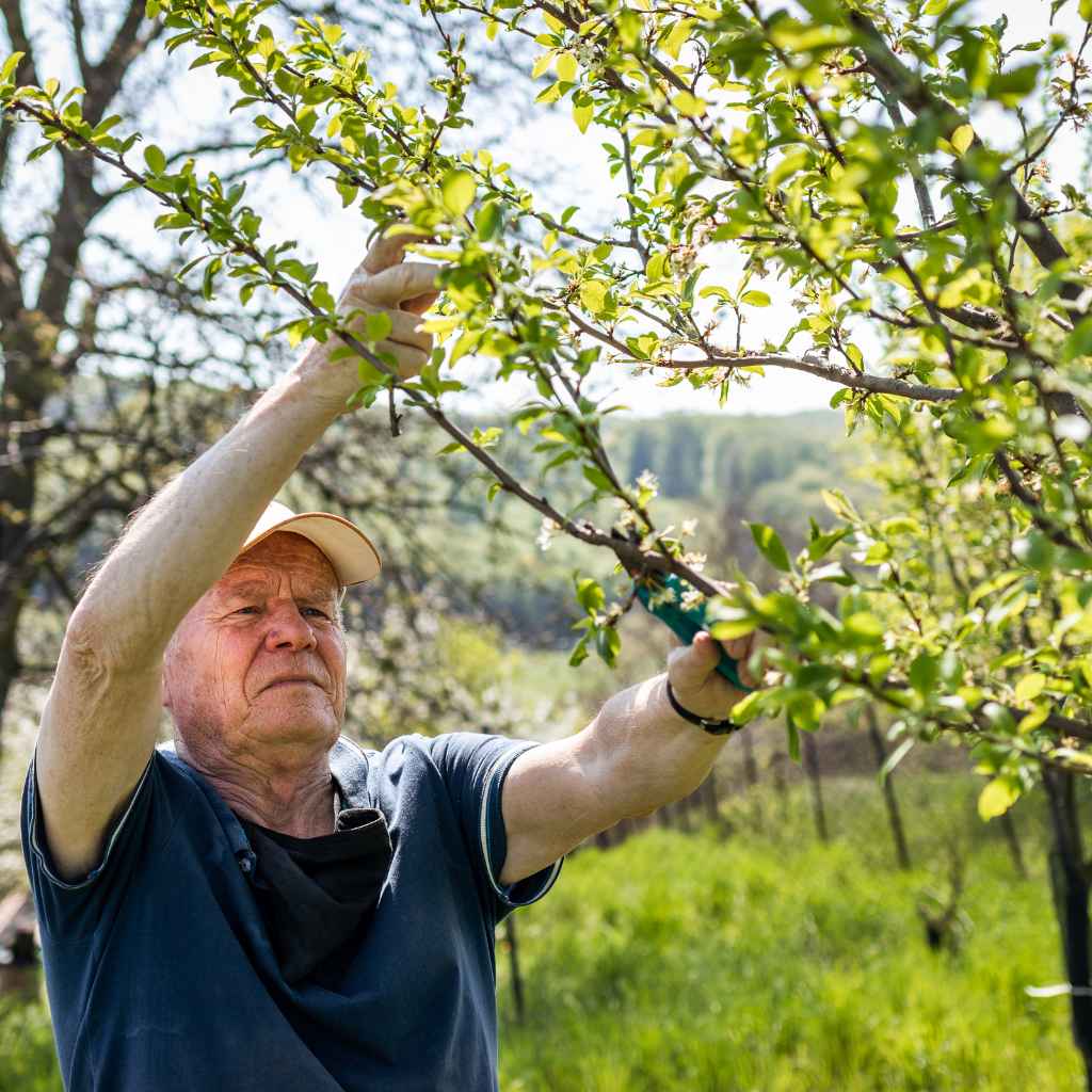 Understanding Cherry Tree Pruning