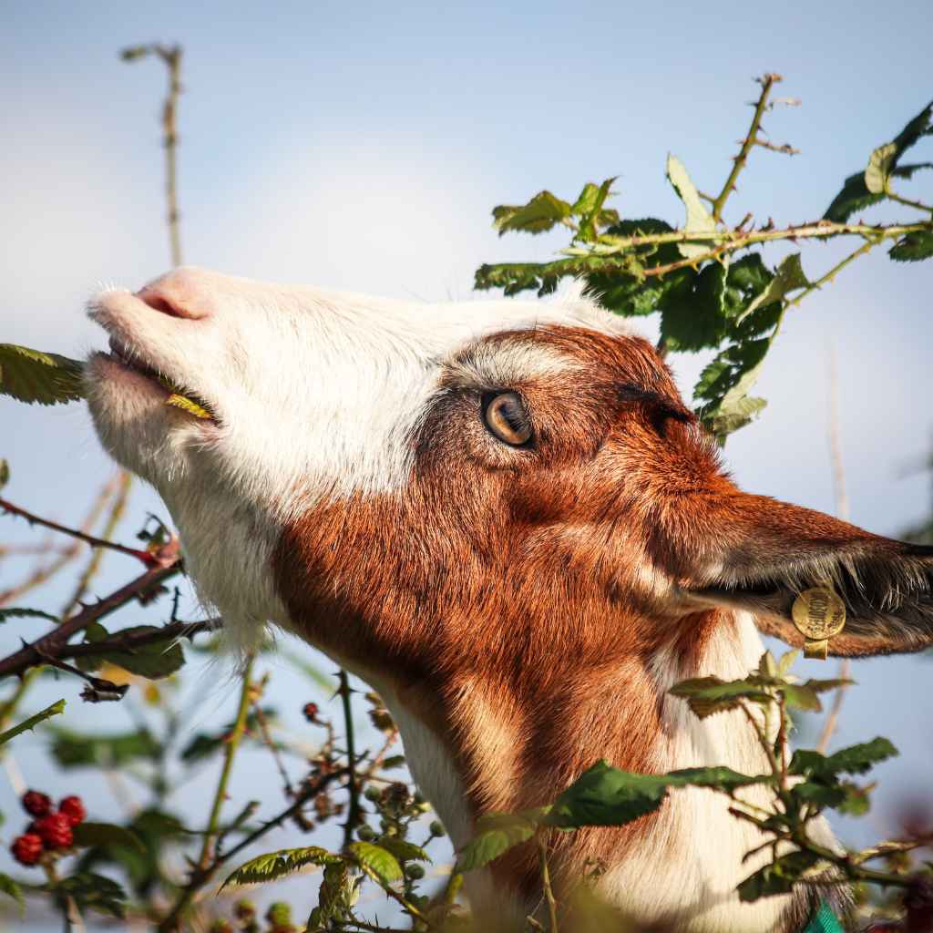 Understanding Benadryl for Dogs