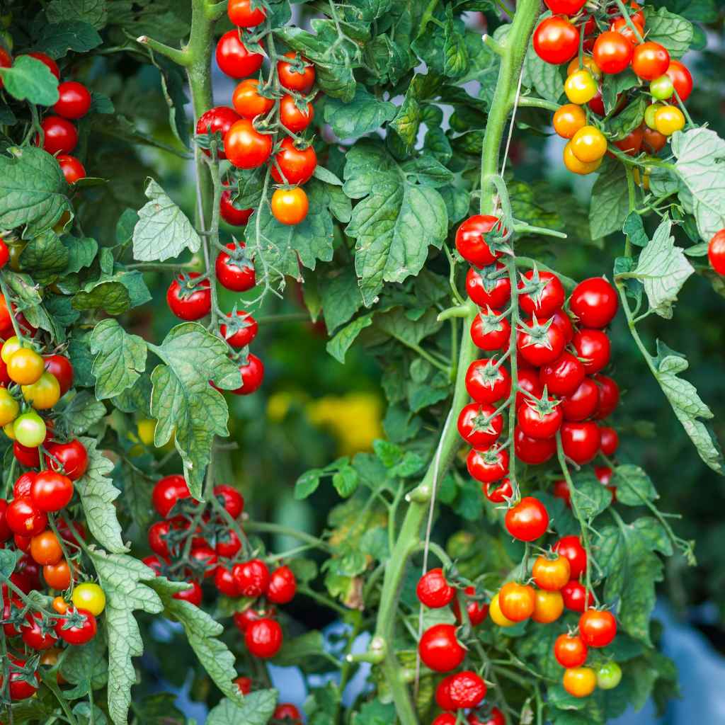 Understanding Cherry Tree Pruning