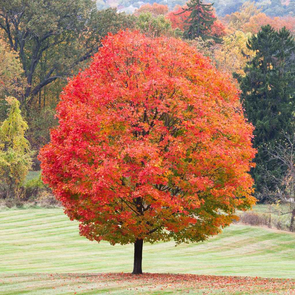 Understanding Maple Tree Identification Basics
