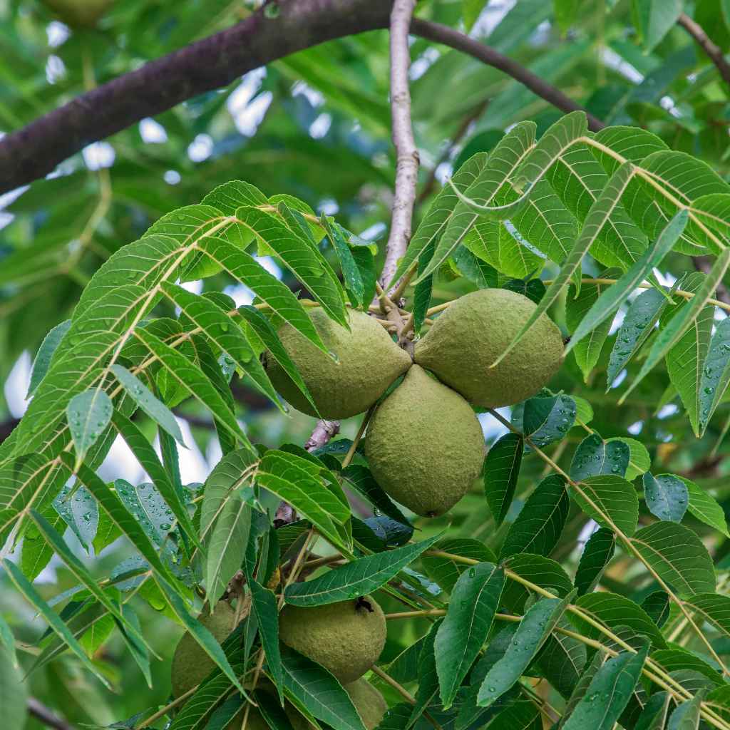 Understanding Walnut Allelopathy
