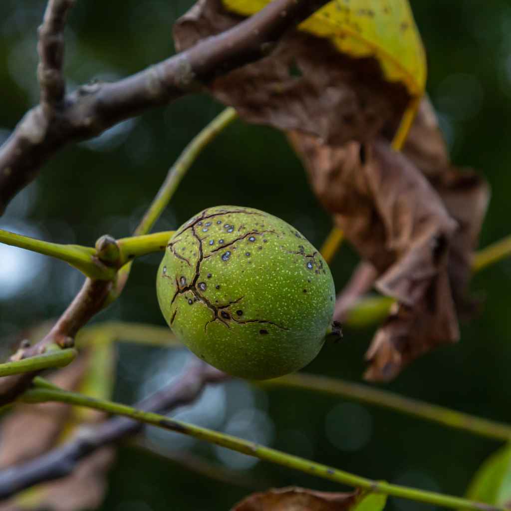 Understanding Walnut Tree Blooms