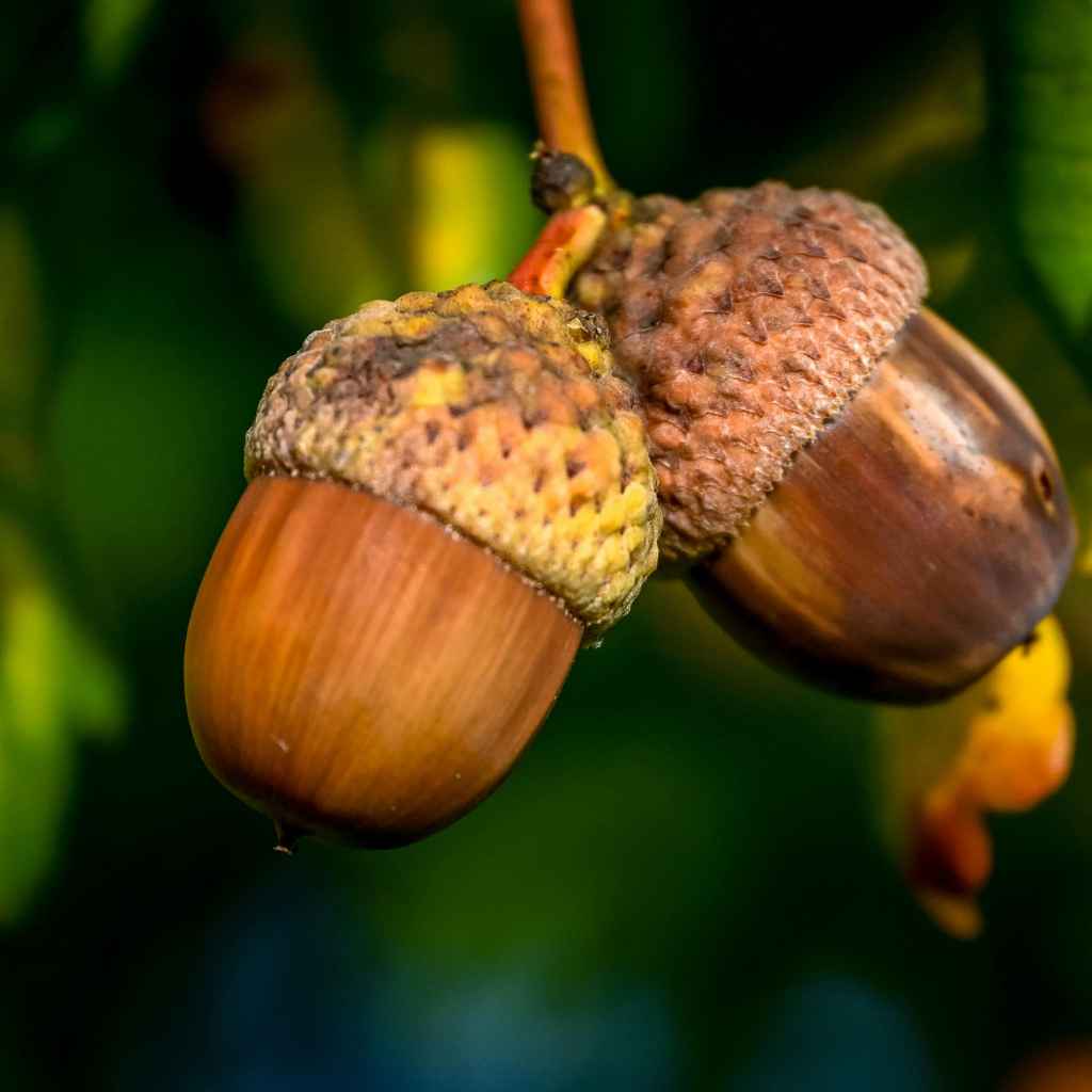 Understanding Walnut Tree Nut Production Cycles