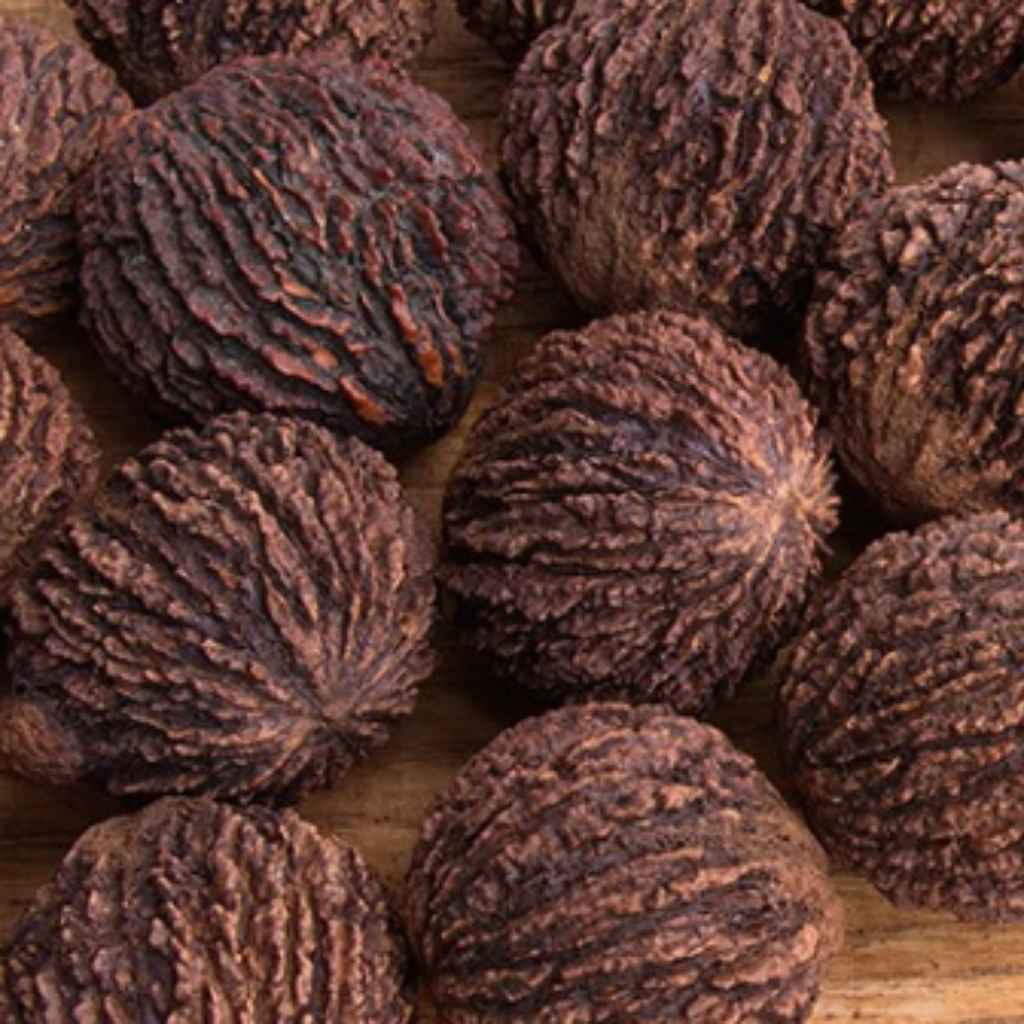 Understanding the Black Walnut Connection