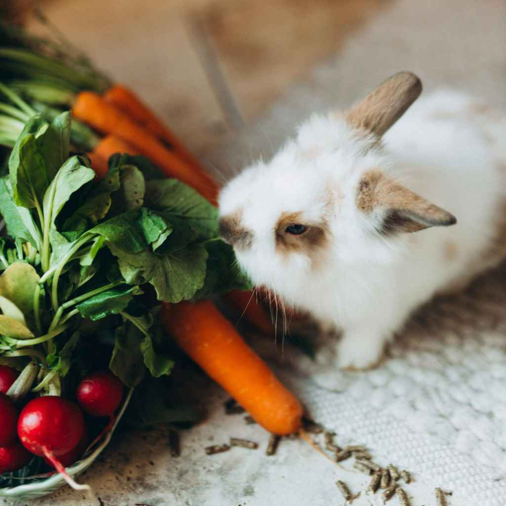 What This Means for Your Rabbit