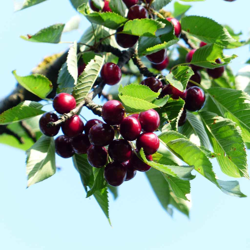 When to Repot Your Cherry Tree