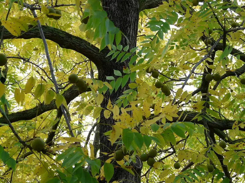 Black walnut tree with compound leaves and green husked nuts