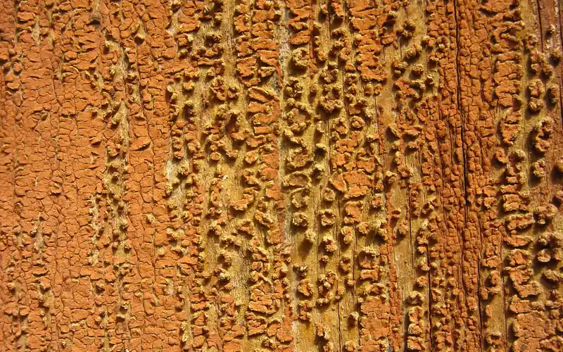 Cracked and flaking cured paint layer on weathered wood Cracked and flaking cured paint layer on weathered wood