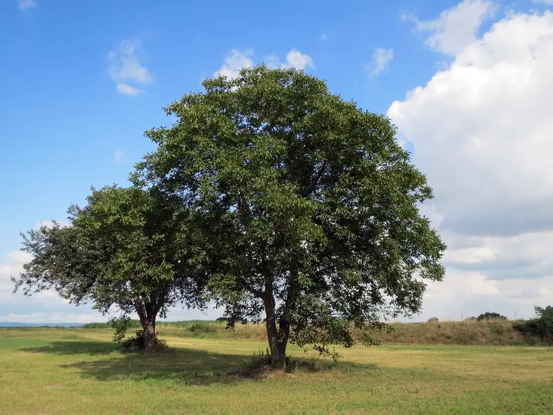 English walnut trees standing in a grass field under a blue sky