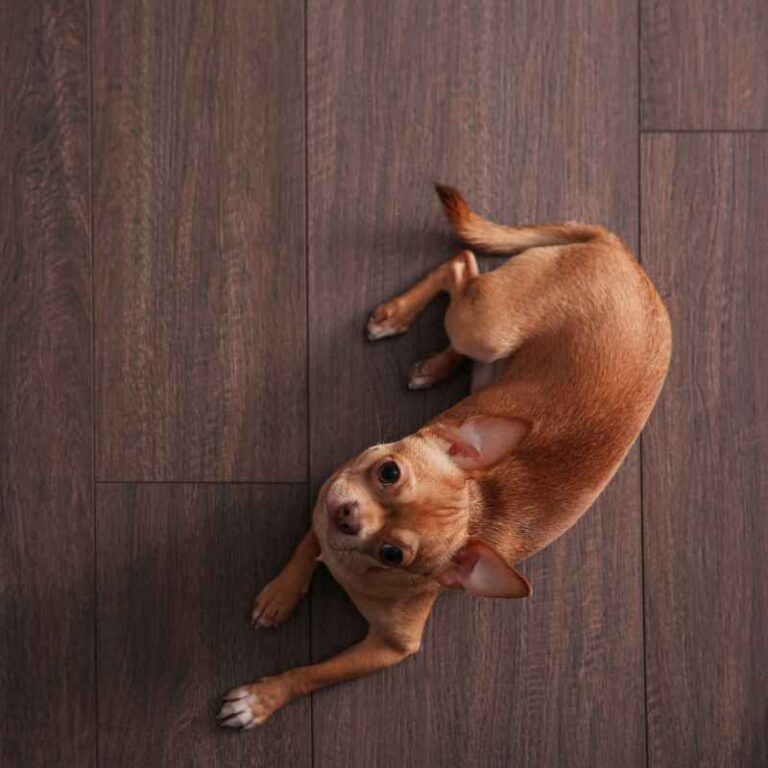 Best Hardwood Floor Booties For Dogs That Stay On