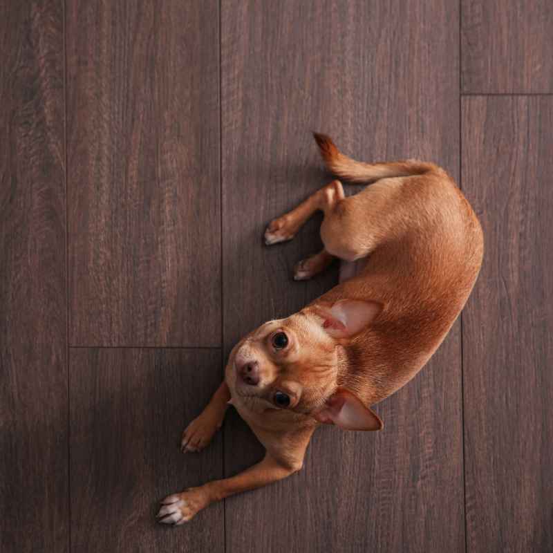 Best Hardwood Floor Booties For Dogs That Stay On