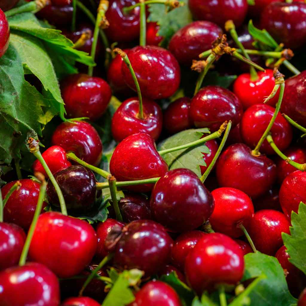Understanding Cherry Pit Germination