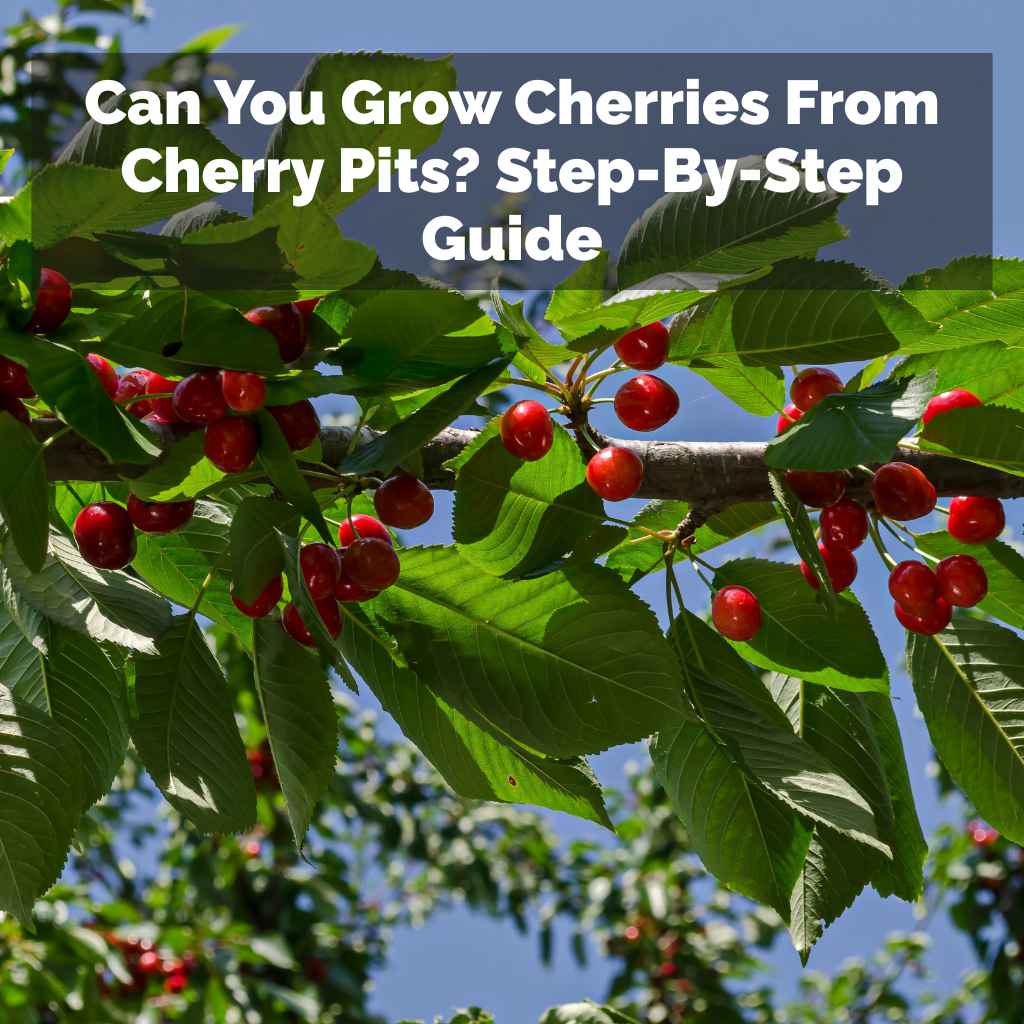 Can You Grow Cherries From Cherry Pits