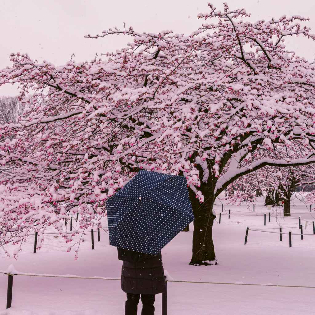Understanding Cherry Tree Needs