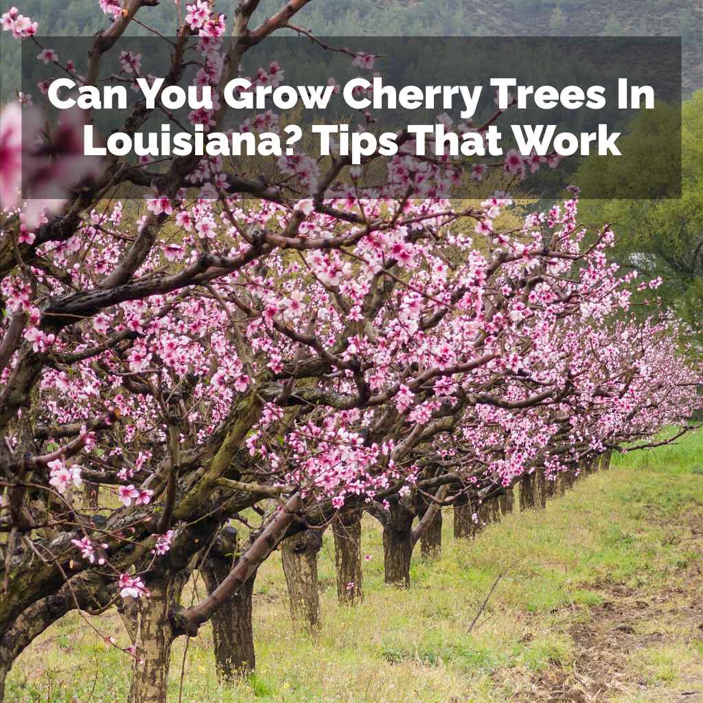 Can You Grow Cherry Trees In Louisiana
