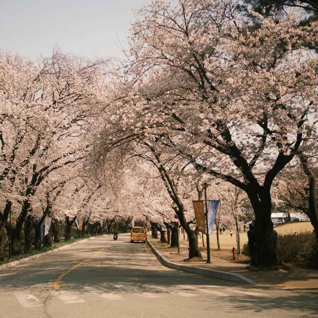 Understanding Cherry Blossom Trees