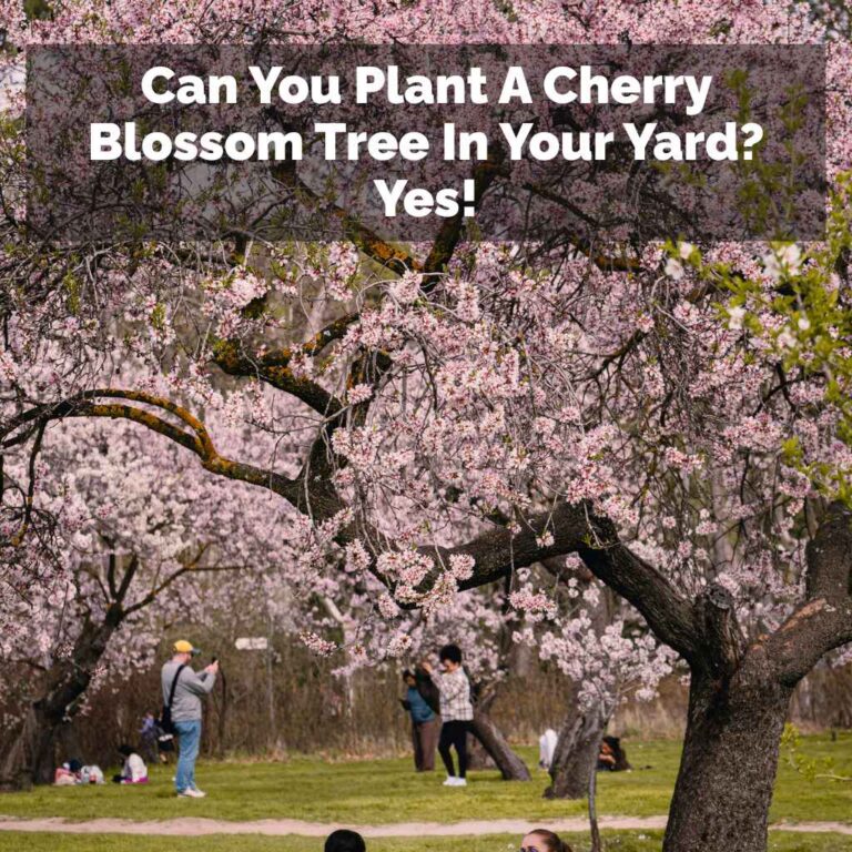 Can You Plant A Cherry Blossom Tree In Your Yard? Yes!