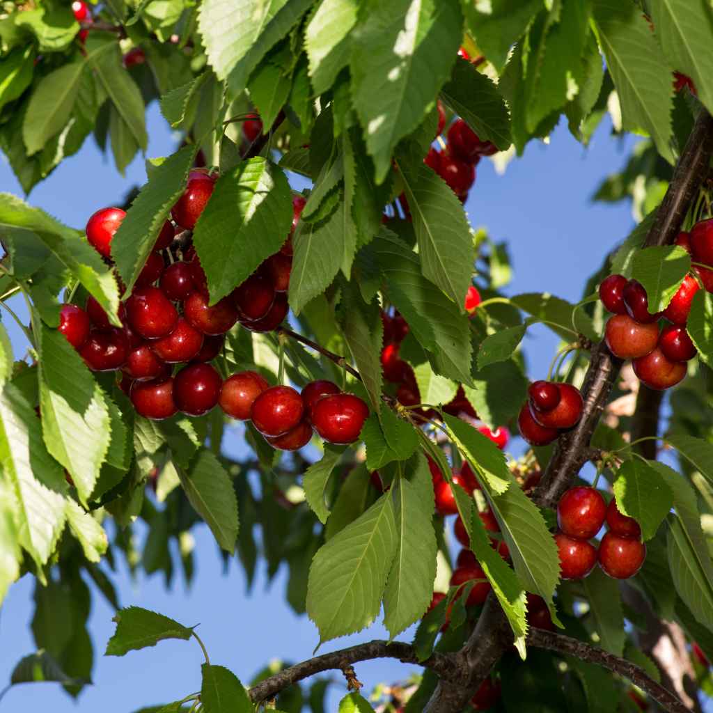 When to Worry About Your Cherry Seedling