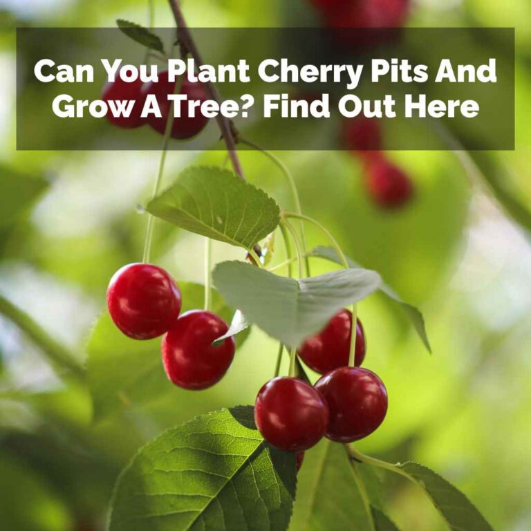 Can You Plant Cherry Pits And Grow A Tree