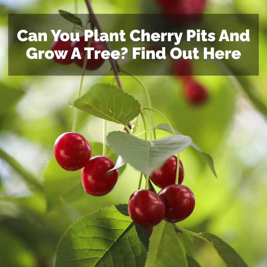 Can You Plant Cherry Pits And Grow A Tree