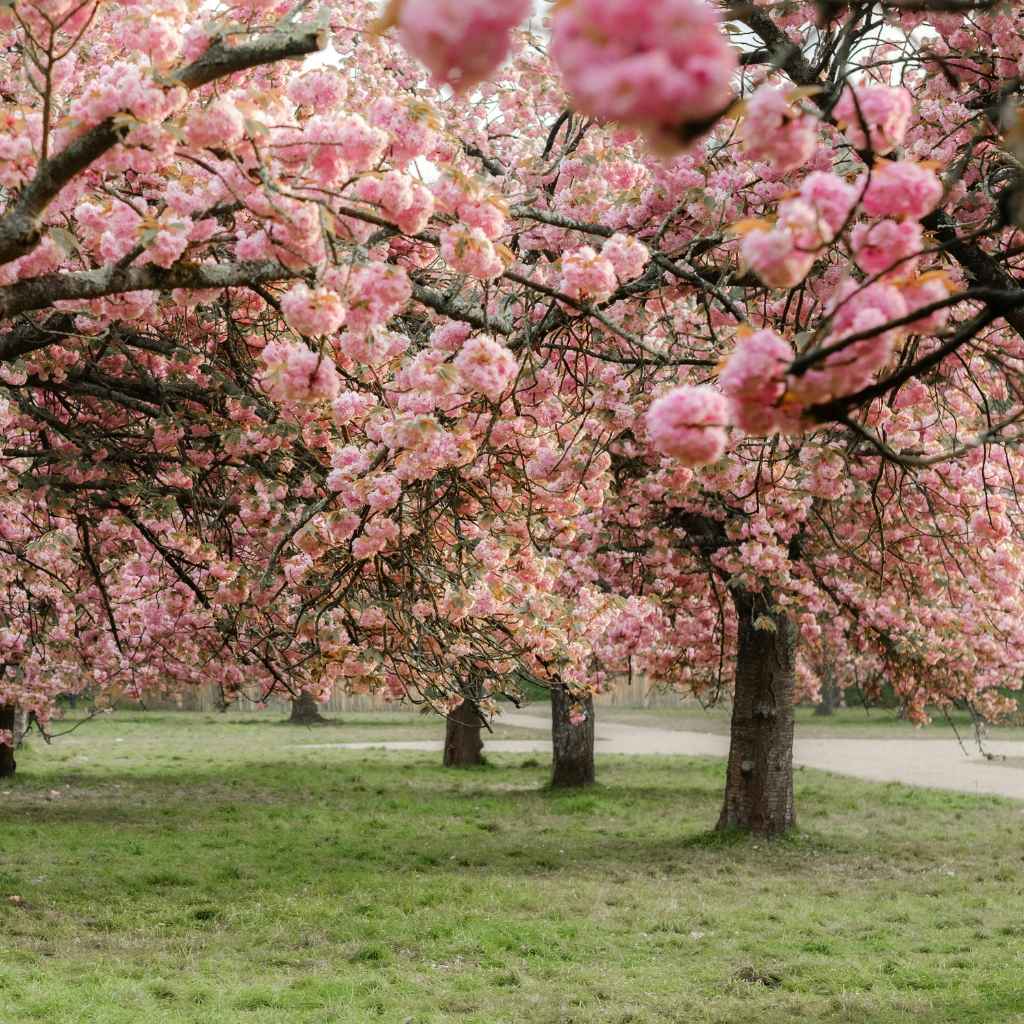 Understanding Cherry Blossom Propagation