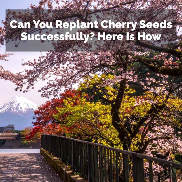 Can You Propagate A Cherry Blossom Tree