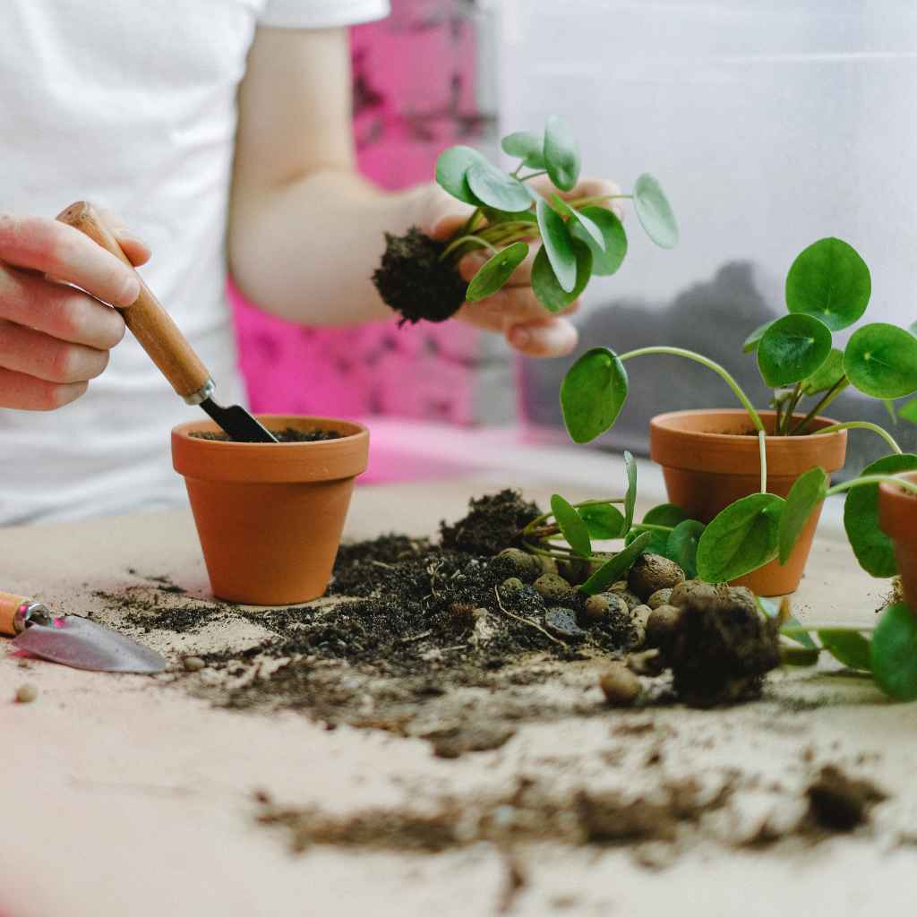 Quick Fixes and Tips for Seed Success