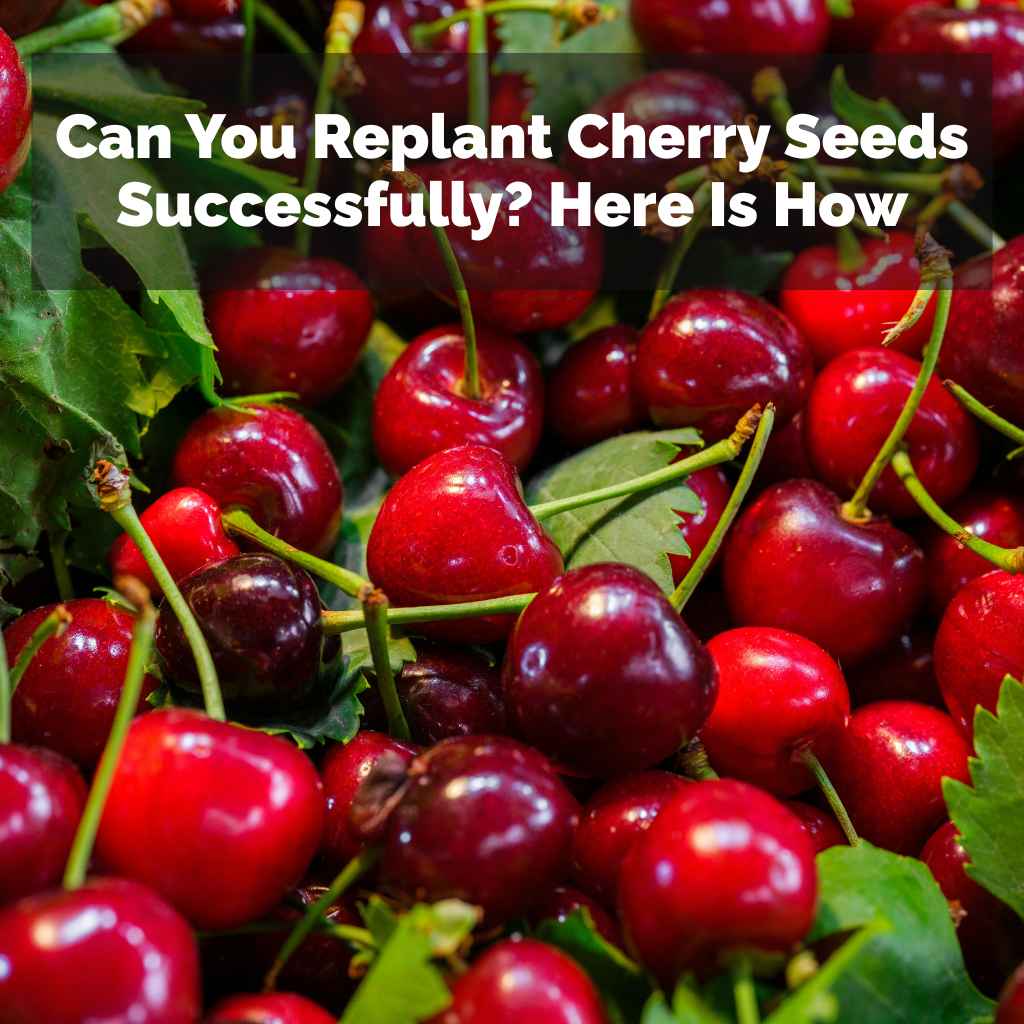 Can You Replant Cherry Seeds Successfully
