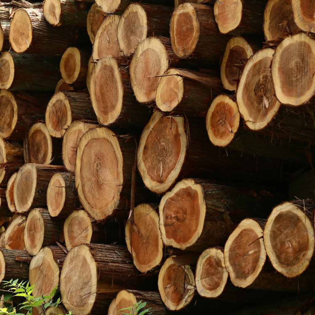 What Makes Cedar Wood Different for Fires?