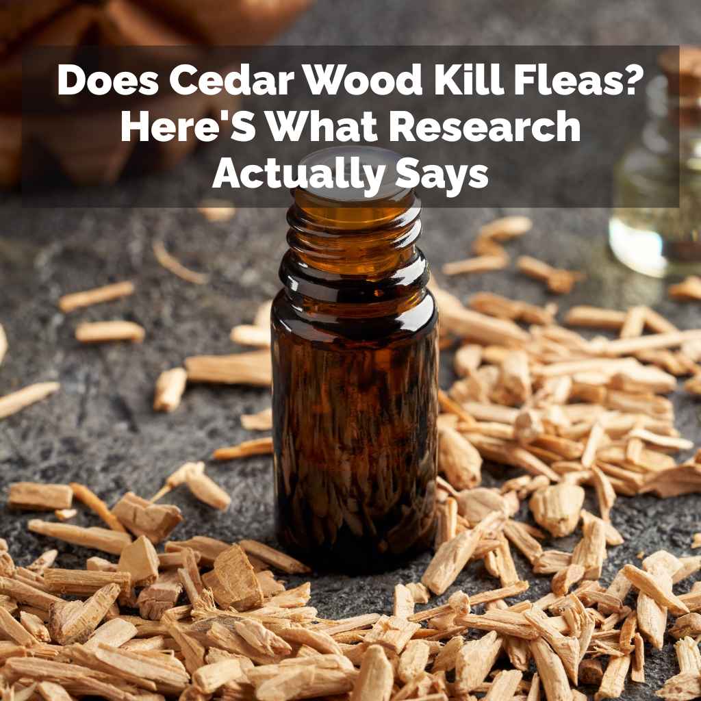 Does Cedar Wood Kill Fleas