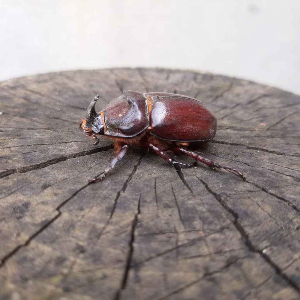 Understanding Cedar's Natural Defenses