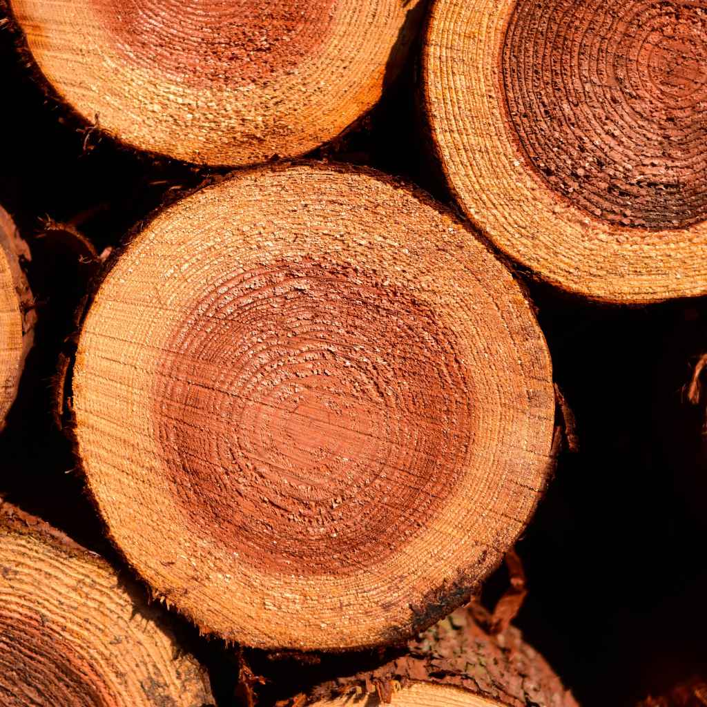 Understanding Cedar's Natural Defenses