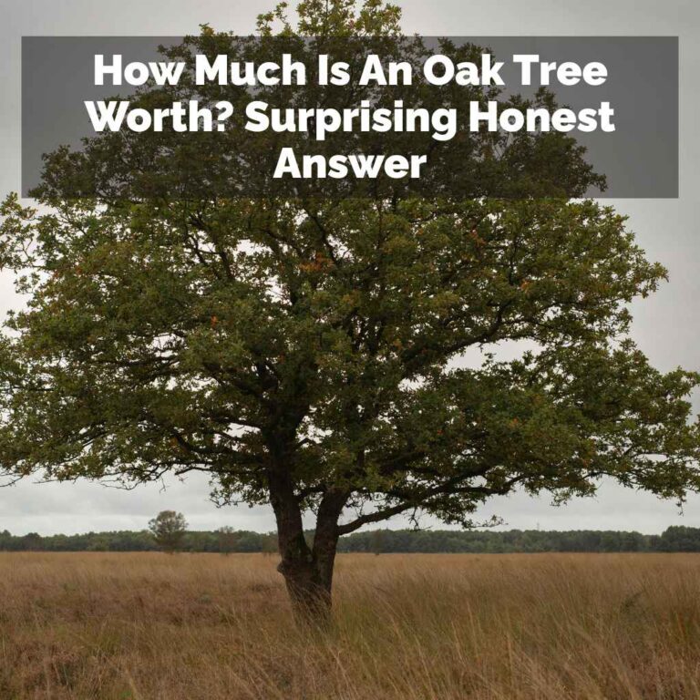 How Much Is An Oak Tree Worth
