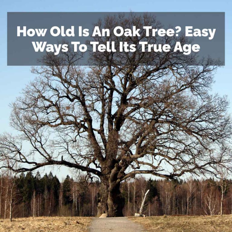How Old Is An Oak Tree