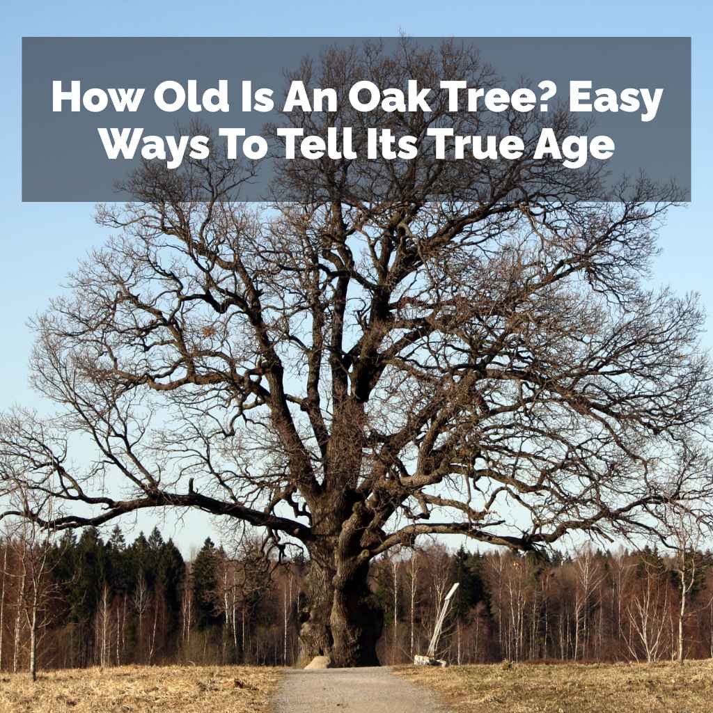 How Old Is An Oak Tree