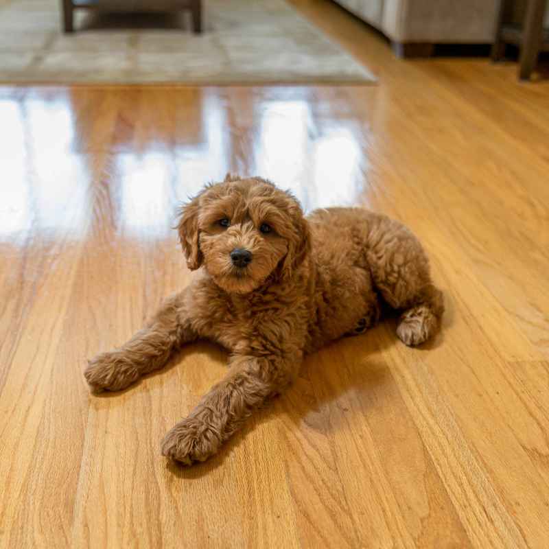 Understanding Why Paws Slip on Hardwood