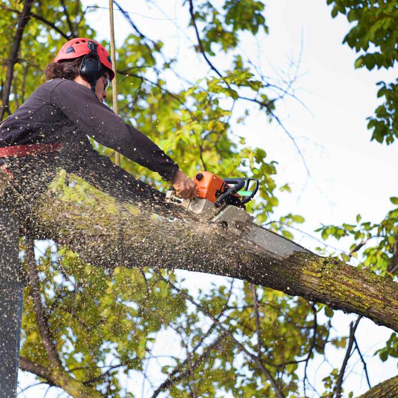 Understanding the Lowe's Wood Cutting Service