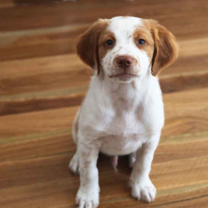 When to Consult Your Veterinarian