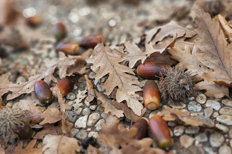 Fallen acorns and dry oak leaves on the ground in autumn Fallen acorns and dry oak leaves on the ground in autumn