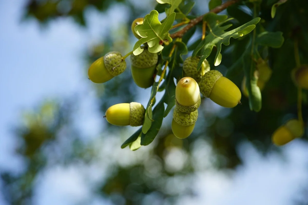 Green acorns ripening on an oak branch