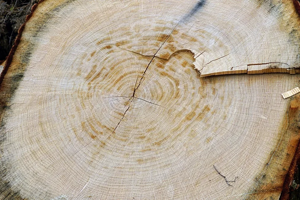 Cross-section of a felled oak trunk showing annual growth rings