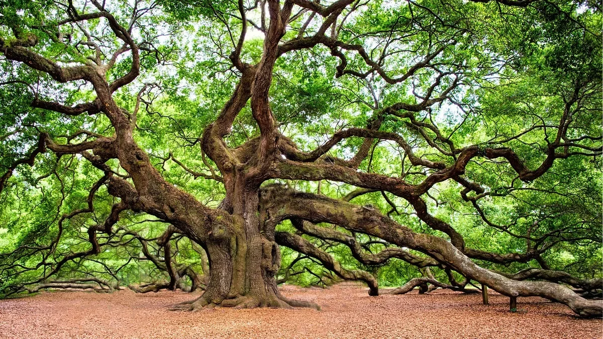 Huge old oak tree with massive spreading limbs
