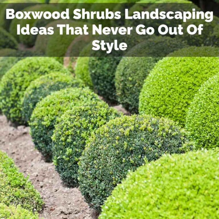 Boxwood Shrubs Landscaping Ideas That Never Go Out Of Style