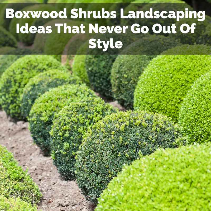 Boxwood Shrubs Landscaping Ideas That Never Go Out Of Style