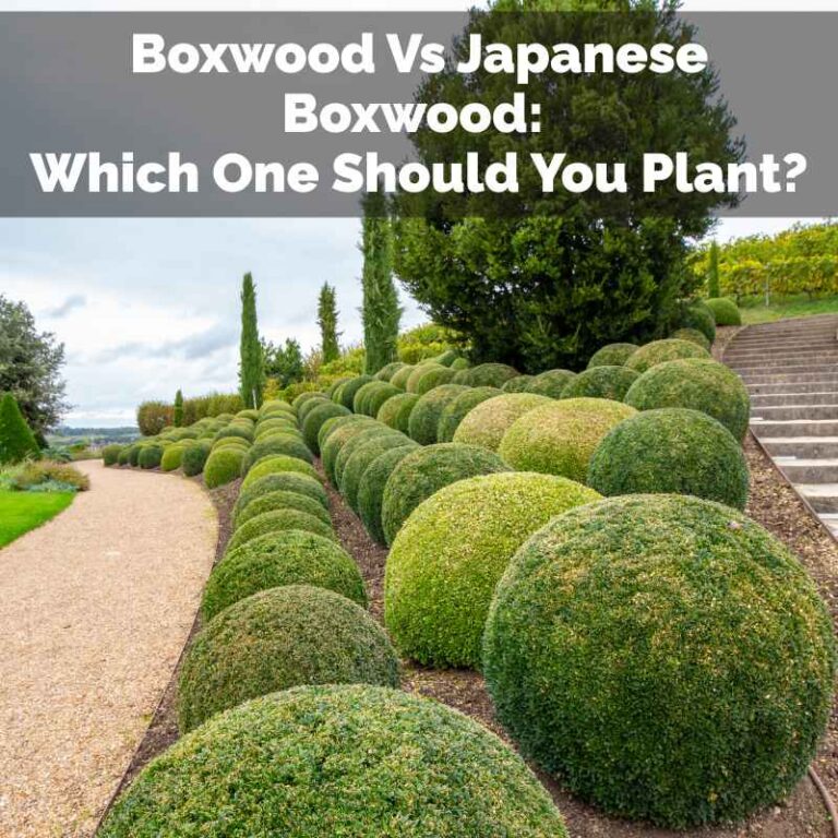 Boxwood Vs Japanese Boxwood