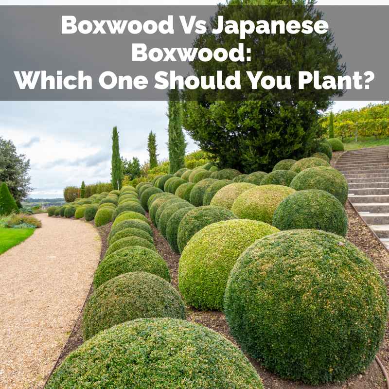 Boxwood Vs Japanese Boxwood